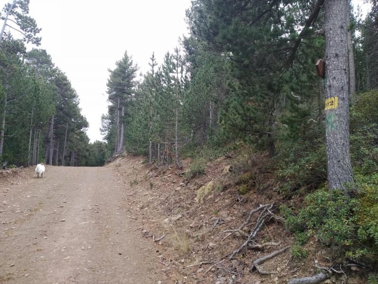 Seguim el camí 202
