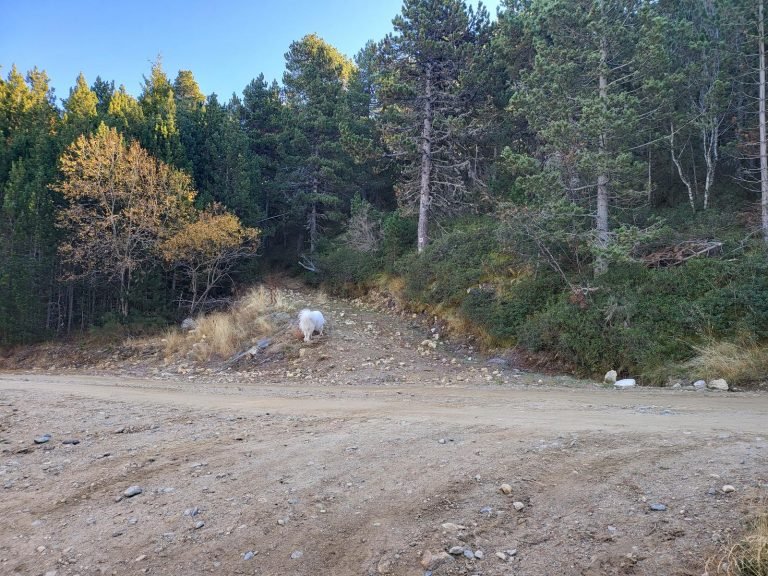 Travessem la pista i seguim recte pel camí que hi ha al davant