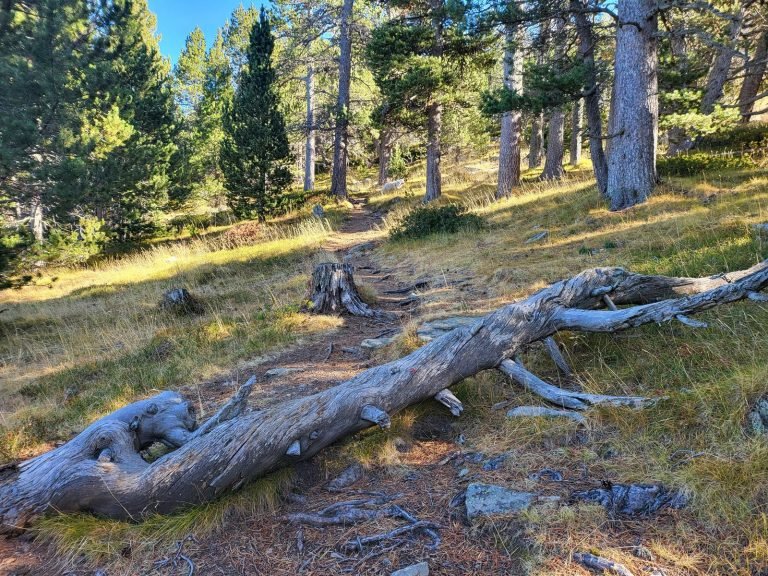 Troncs tombats en el camí