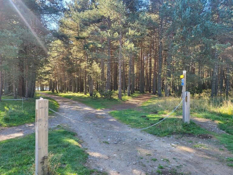 Entrem al camí del bosc
