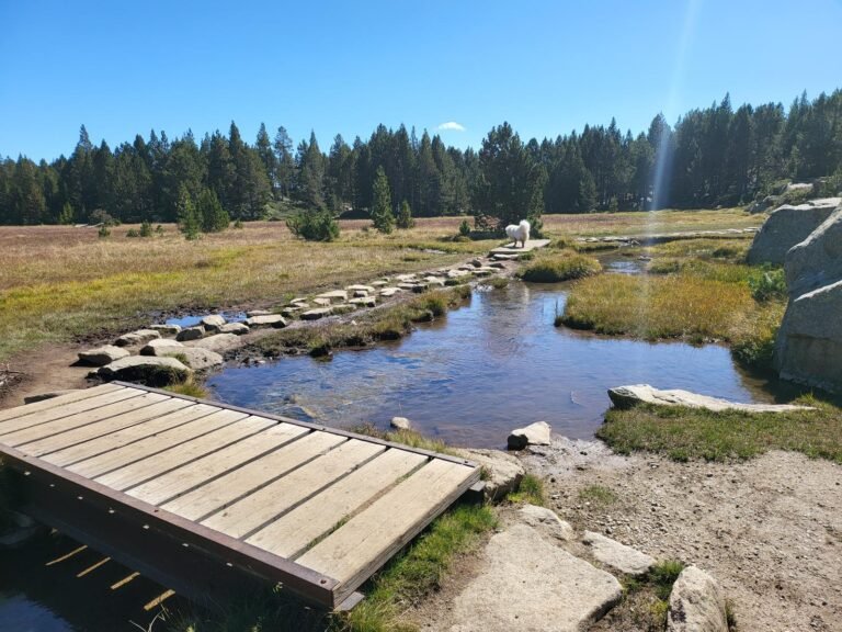 Cinquena i sisena passarel·la