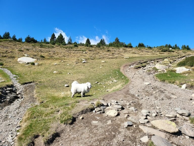 Pel camí de la dreta