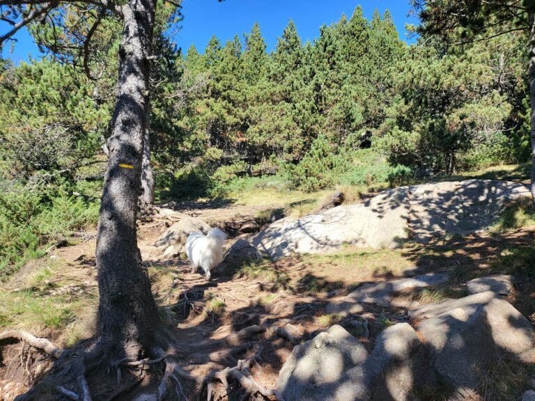 Seguim les marques grogues